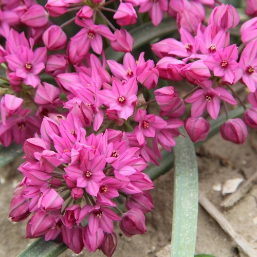 Alliums mixed garden flower - alliums,