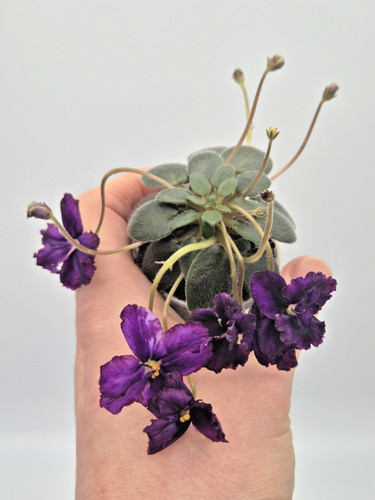 Rare micro miniature african - rare,