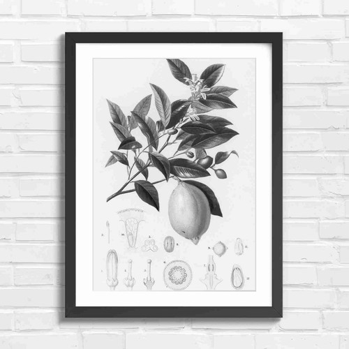 Vintage lemon botanical - lemon,