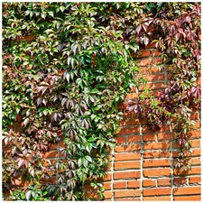 Parthenocissus Henryana / Chinese Virginia Creeper In a 2L Pot