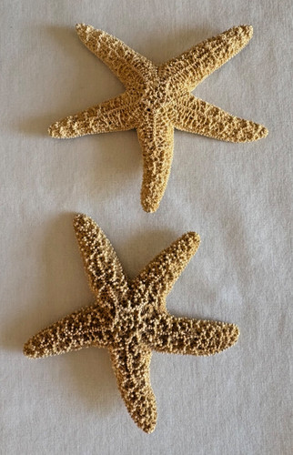Natural dried starfish lot - starfish, (2)