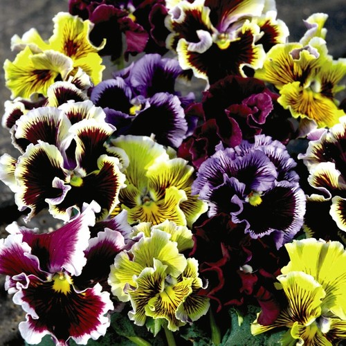 Pansy frizzle sizzle mixed - sizzle,