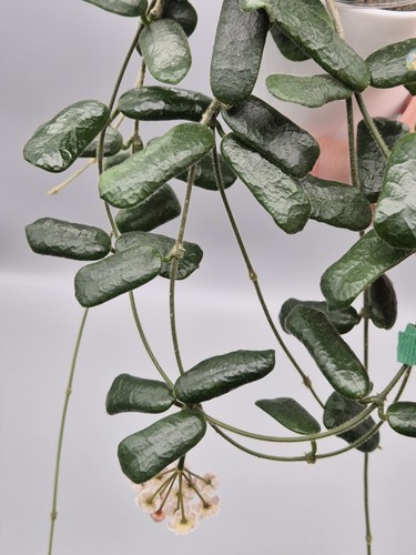 Rare hoya rotundiflora square - hoya, (square