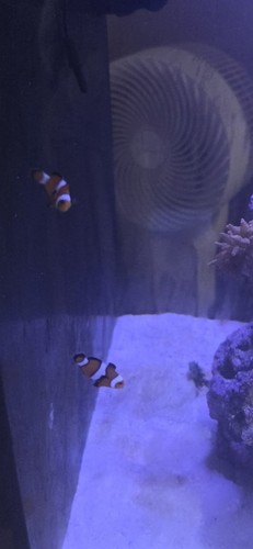 Ocellaris clown fish - ocellaris,