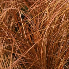 Carex comans 'Milk Chocolate' 9cm pot, tufted evergreen sedge with brown leaves