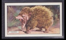 TENREC - 80 + year old English Tobacco Card # 16