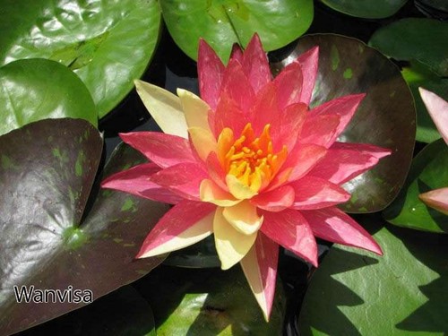 Wanvisa water lily - ,
