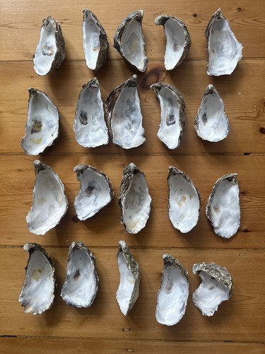 Large oyster shells - 20,