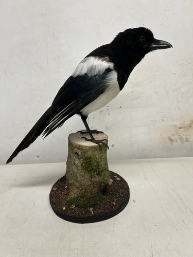 Mounted magpie - mounted,