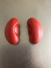 How Your Body Works (Biology)