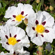 Cistus alan fradd rock rose - -,