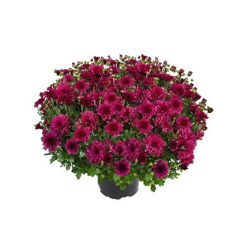 Chrysanthemum bransound - chrysanthemum,