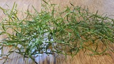 Guppy Grass 10g  aquarium plant easy2grow Najas Guadalupensis
