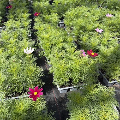 Cosmos bedding plants - cosmos,