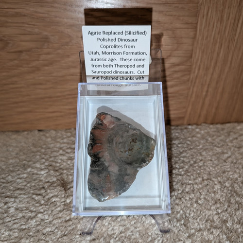 Polished dinosaur coprolite - polished,