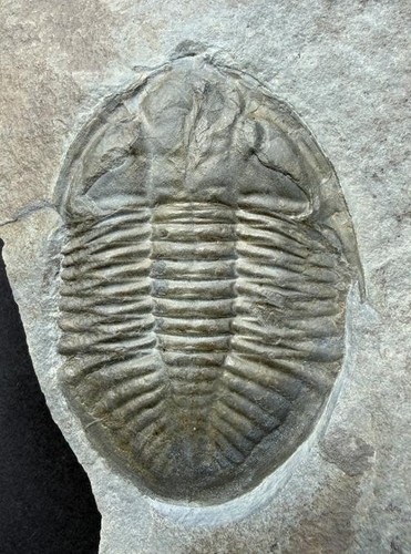 Fossil trilobite ogyginus - -,