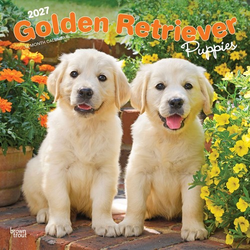 Golden retriever puppies 2027 - retriever,