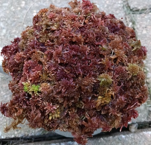 Live sphagnum moss red - live, crisp