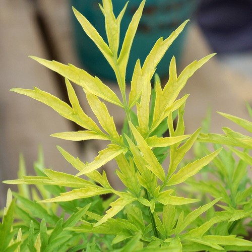 Sambucus nigra golden tower - golden,