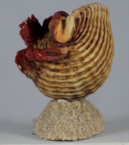Model sea shells - -, &