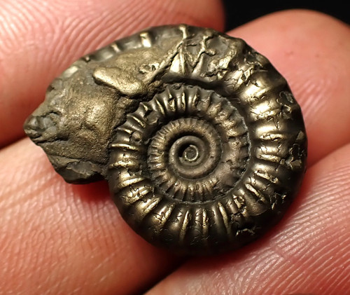 Crucilobiceras pyrite ammonite