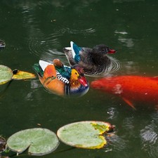 Garden Animals Ornaments Pond