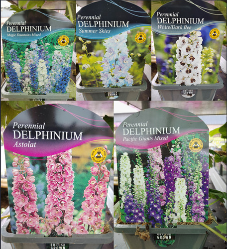 Delphinium perennial plant - , 1