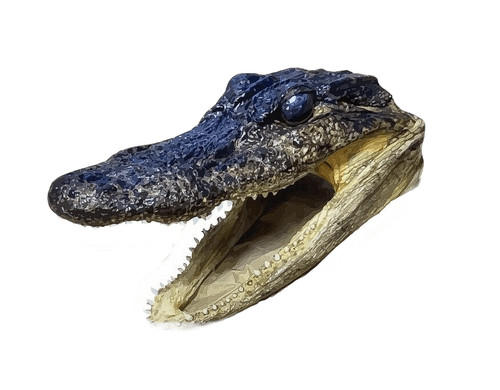 Alligator head sticker - alligator,