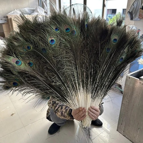 10x peacock tail feathers - 10x,