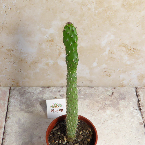 Opuntia ficus indica - ficus,