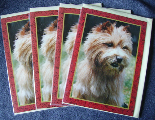 Norwich terrier faithful - norwich,