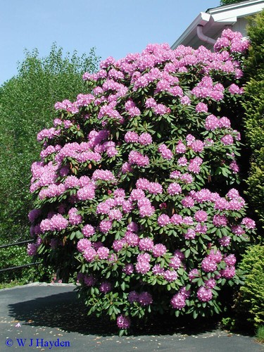Rosebay rhododendron - rosebay,