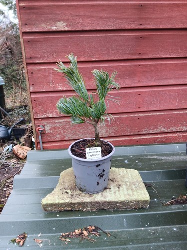 Pinus parviflora glauca - ,