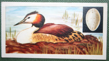 GREAT CRESTED GREBE  & EGG
