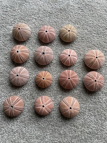 Pink sea urchins - 14,