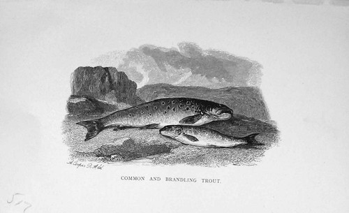 Common brandling trout fish - trout,