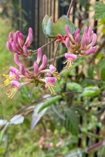 Lonicera hispidula |