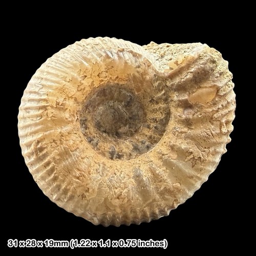Stephanoceras ammonite - stephanoceras,