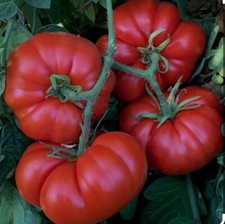 6x MARMANDE beef tomato plug