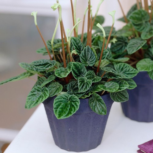 Peperomia lilian radiator - peperomia,
