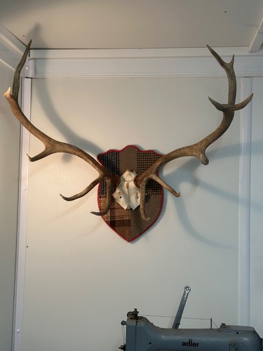 Stag head wall mount - , with