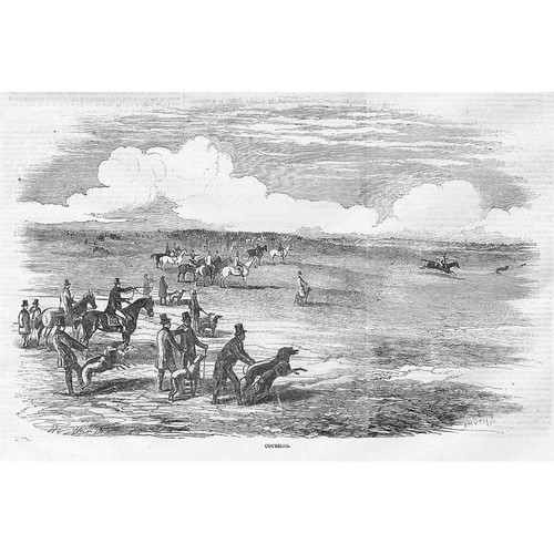 Horse racing coursing - horse,