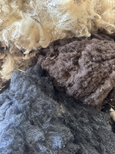 First shear shetland - first,
