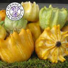 Rare Squash Flying Saucer  3 seeds UK SELLER