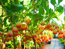 3ft-4ft inc. pot Japanese Pagoda Bush - Enkianthus campanulatus 7.5litre