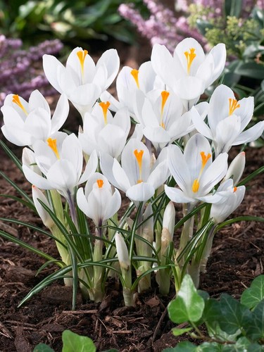 Pure white crocus jeanne - white,