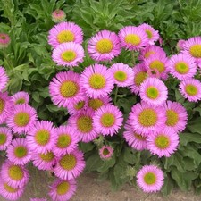 Erigeron sea breeze plant