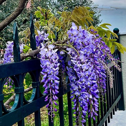 Chinese wisteria - |,