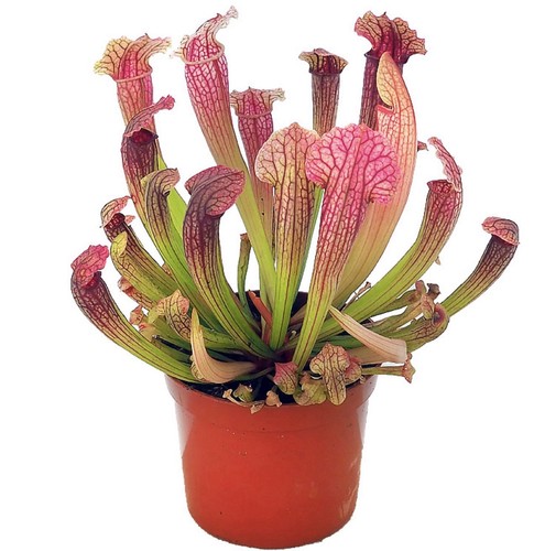 Trumpet pitcher sarracenia - pitcher,