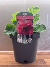 Geum Flames of Passion 2L